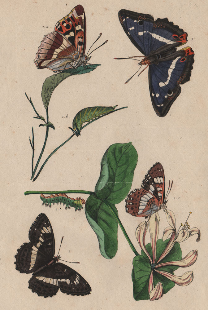 BUTTERFLIES Purple Emperor. Apatura Iris. Camille. Southern White Admiral 1834